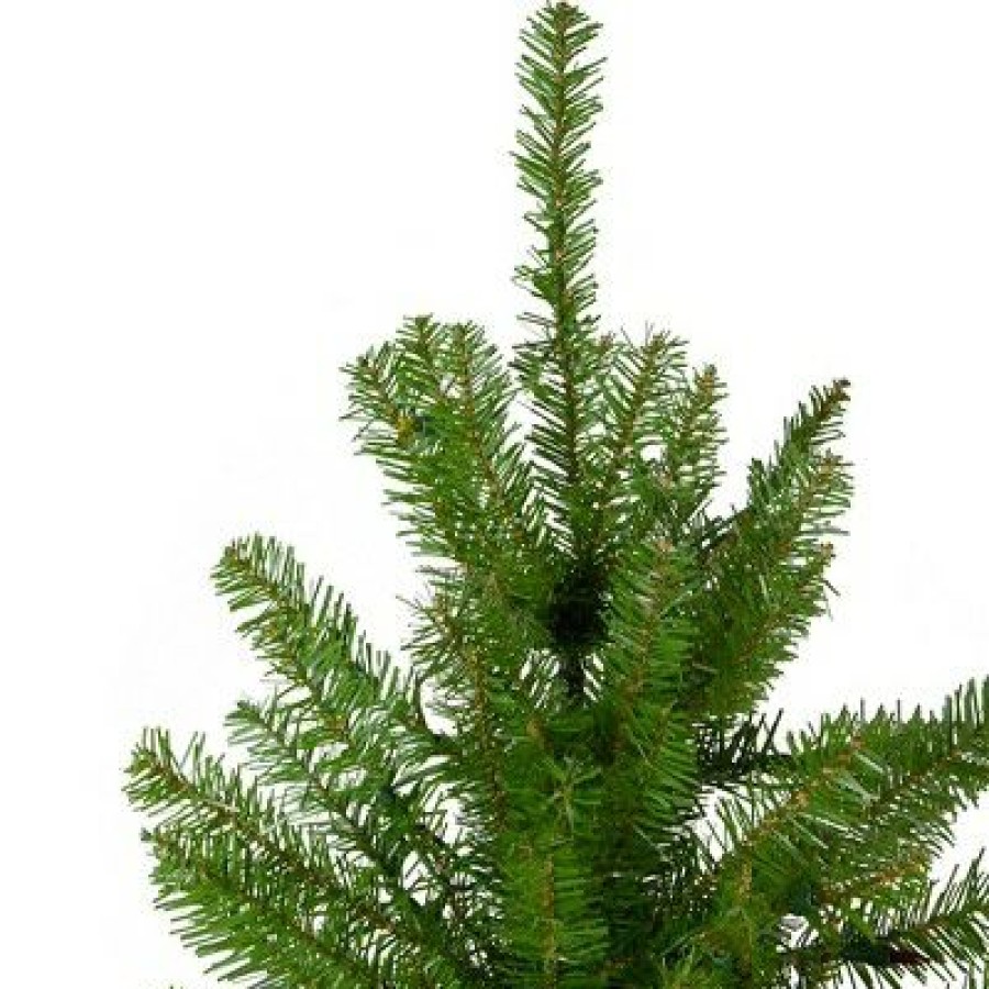 Pine * | Northlight 12 Northern Pine Full Artificial Christmas Tree Unlit