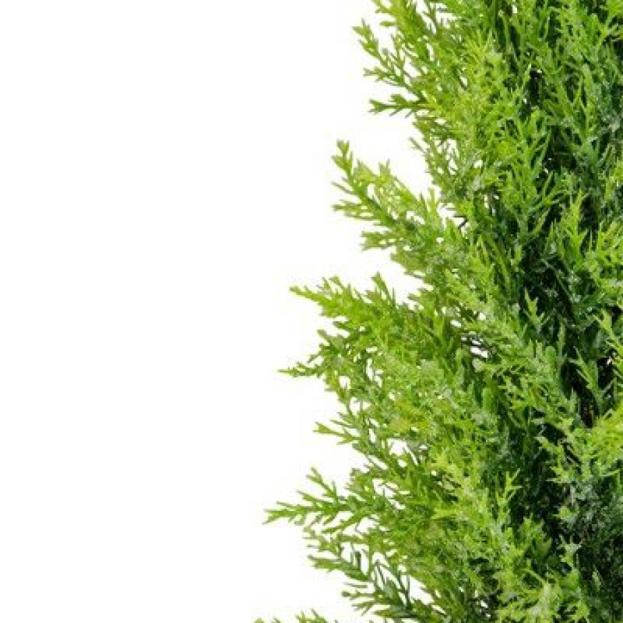 Pine * | Northlight 17 Upswept Frosted Cedar Artificial Christmas Tree Unlit