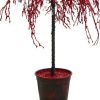 Pine * | Cmi 3.8 Unlit Artificial Christmas Tree Red Holiday Crystallized Potted Glitter