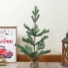 Pine * | Northlight 2 Ponderosa Pine Artificial Christmas Tree Jute Base Decoration Unlit