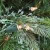 Pine * | Northlight 3 X 29 Pre-Lit Ashcroft Cashmere Pine Full Artificial Christmas Tree Clear Dura Lights