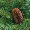 Pine * | Northlight 4 X 30 Dakota Red Pine Full Artificial Christmas Tree With Pine Cones Unlit