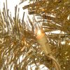 Unidentified Plant Variety * | National Tree Company 6Ft National Christmas Tree Company Champagne Tinsel Artificial Pencil Christmas Tree 150Ct Clear