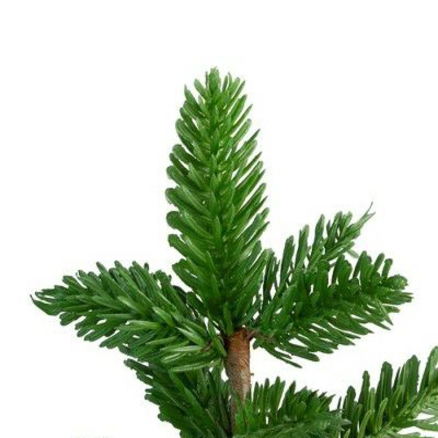 Pine * | Northlight 16 Unlit Artificial Christmas Tree Medium Pine In Pot