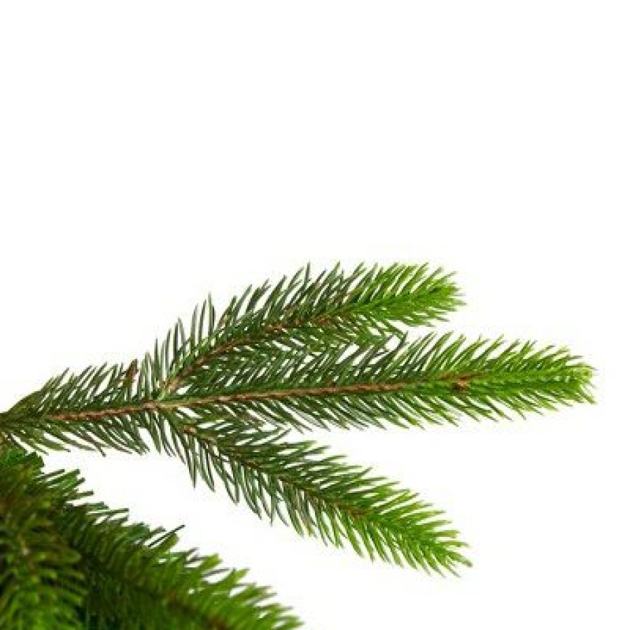 Pine * | Northlight 7.5 Gunnison Pine Artificial Christmas Tree Unlit