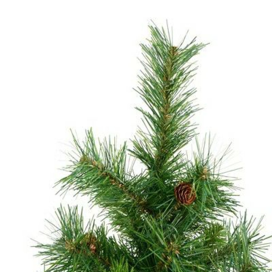 Unidentified Plant Variety * | Vickerman Cheyenne Pine Artificial Tabletop Tree