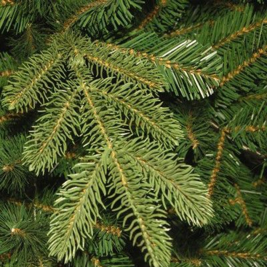 Spruce * | National Tree Company 7.5 Ft. Norwegian Spruce Tree