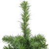 Pine * | Northlight 2 Medium Canadian Pine Artificial Christmas Tree Unlit