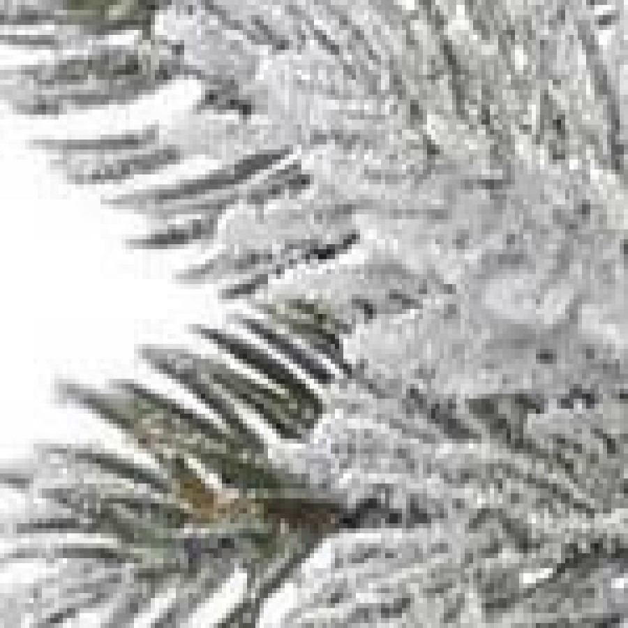 Unidentified Plant Variety * | Vickerman Frosted Sable Pine Artificial Christmas Tabletop Tree